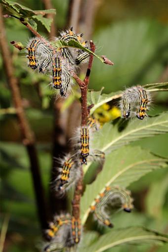 Eat me!-caterpillar-2.jpg