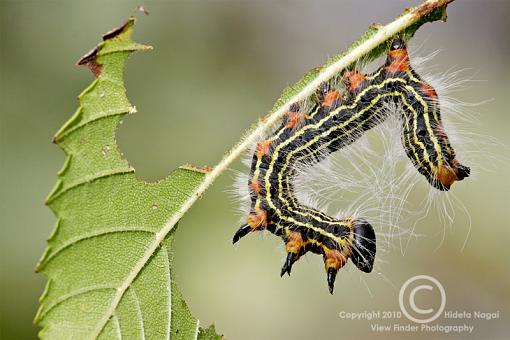 Eat me!-caterpillar-3.jpg