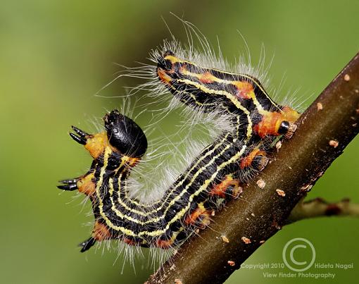 Eat me!-caterpillar-4.jpg