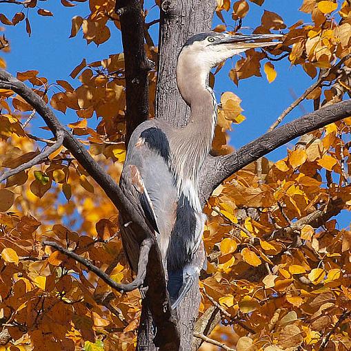 Blue Heron-pa020505_upload.jpg