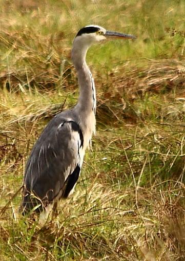 Heron-2010_09_12_4891birdsheron11.jpg