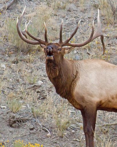 Lookin' For Love-bull-elk-2010.jpg