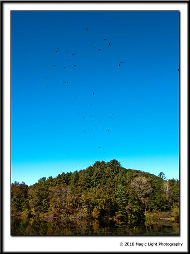 Turkey Vultures-img_2100.jpg