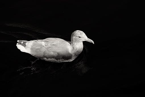 Juvy gull-gull-water_9045.jpg