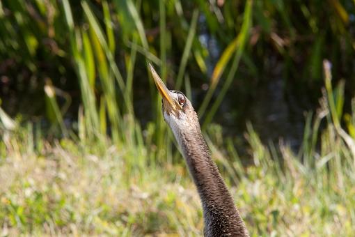 viera wetlands-_a3p2193.jpg