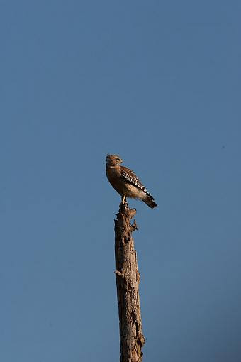 viera wetlands-_a3p2223.jpg