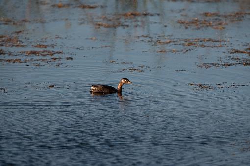 viera wetlands-_a3p2332.jpg