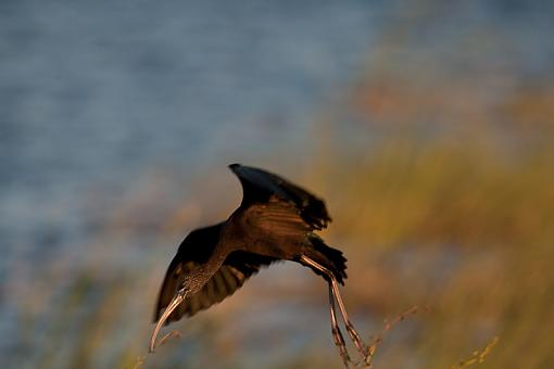 viera wetlands-_a3p2405.jpg