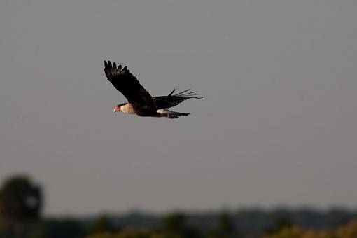 viera wetlands-_a3p2286.jpg