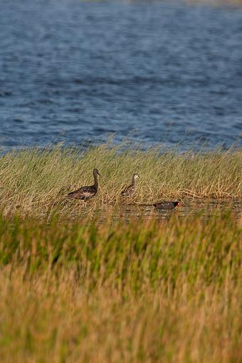 SUMMER 2010 Bird ID Thread-_a3p2235.jpg