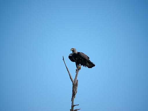 bird-on-a-stick-_1060640.jpg