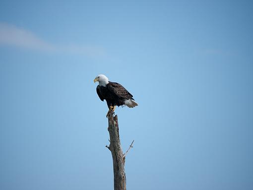 bird-on-a-stick-_1060634.jpg