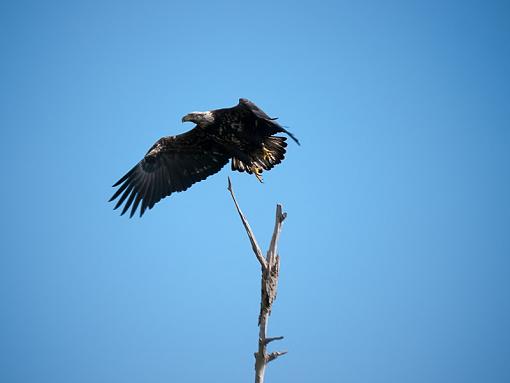 bird-on-a-stick-_1060644.jpg