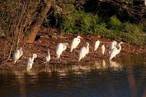 roosting, resting-_a3p2412.jpg