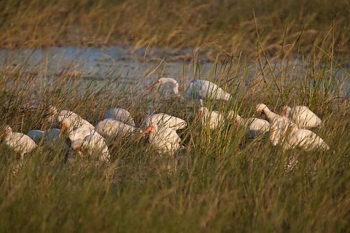 roosting, resting-_a3p2400.jpg