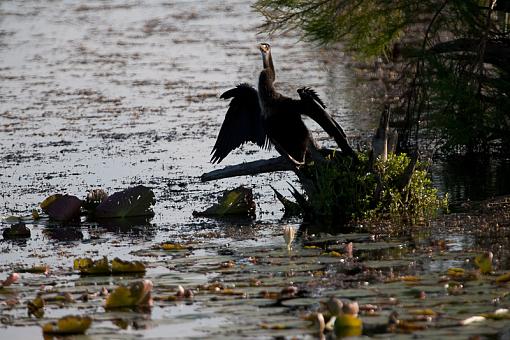 roosting, resting-_a3p2254.jpg