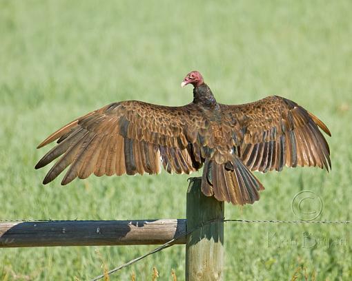 The &quot;American&quot; Buzzard-turkey-vulture-wingspread-sm.jpg