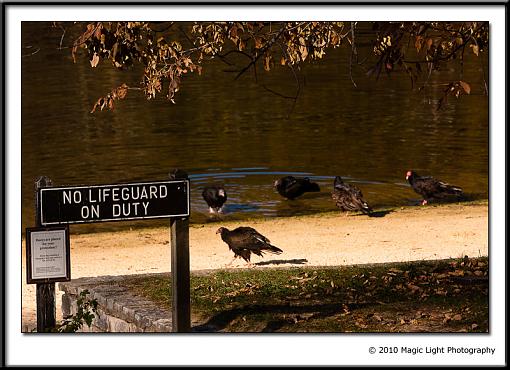 Turkey Vultures-_mg_0567.jpg