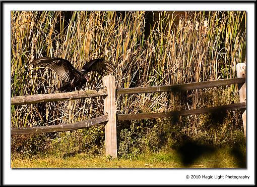 Turkey Vultures-_mg_0575.jpg