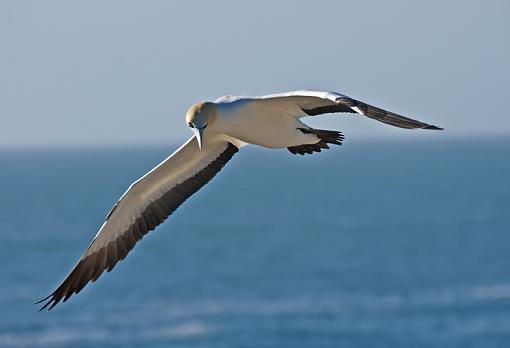 Cape Gannets-cpe-gnnt-lmbrtsb-_dsc4491r.jpg