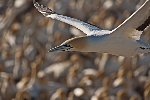 Cape Gannets-cpe-gnnt-lmbrtsb-_dsc4530r.jpg