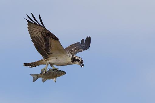 Osprey with dinner-osprey12.jpg