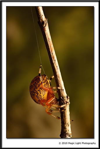 Click image for larger version.&nbsp;

Name:	_MG_0805.jpg&nbsp;
Views:	103&nbsp;
Size:	266.5 KB&nbsp;
ID:	81667