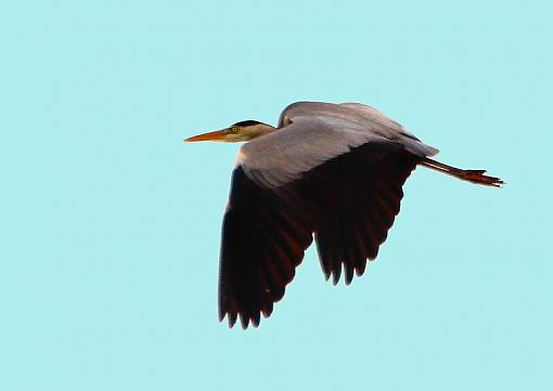 Wilden Heron-2010_10_31_6052heron5heron6.jpg