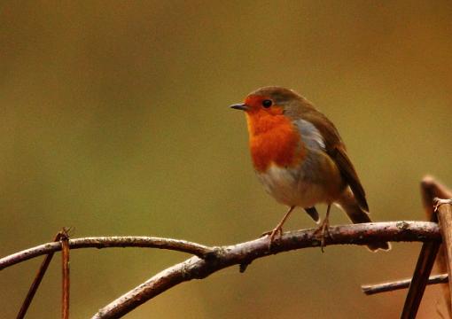 October Robin-2010_10_31_6097wildenoctober-robin.jpg