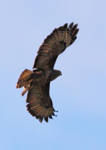 Wilden Birds I Photographed Today-2010_11_07_6240wilden-buzzardwilden-revisited.jpg