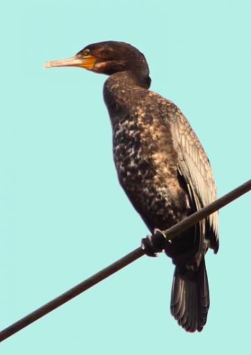 Wilden Birds I Photographed Today-2010_11_07_6297cormorant3wilden-revisited.jpg