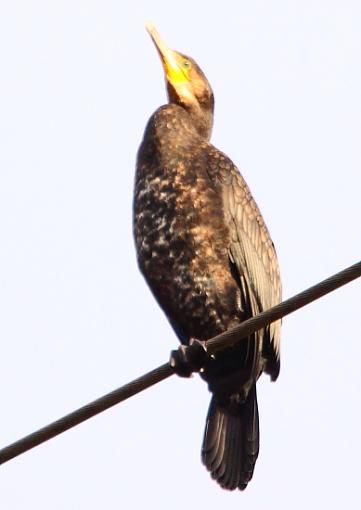 Wilden Birds I Photographed Today-2010_11_07_6298cormorant5wilden-revisited.jpg