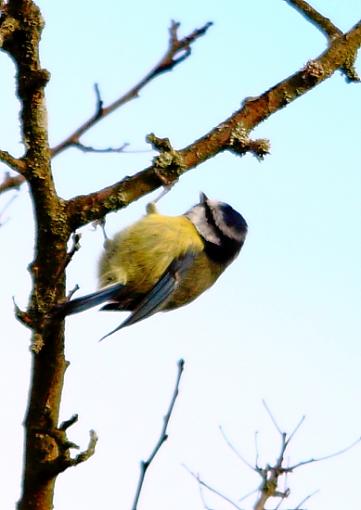 Wilden Birds I Photographed Today-2010_11_07_6275great-titwilden-revisited.jpg