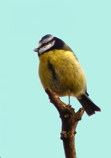 Wilden Birds I Photographed Today-2010_11_07_6286great-tit-2wilden-revisited.jpg