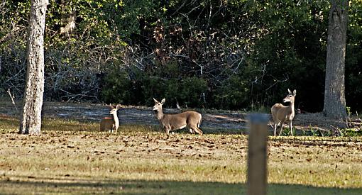 Backyard visitors-_dsc1282.jpg