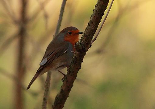 Robin Red Breasts-2010_11_13_6412robin-red-breasts.jpg