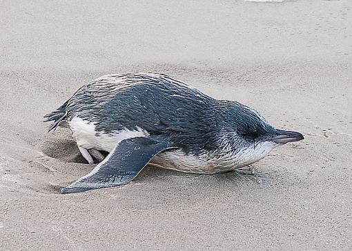 Little Blue Penguin-lilblue2.jpg