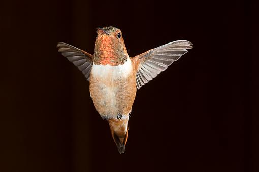 Rufous Hummingbird in the cold-rufous-1-1-.jpg