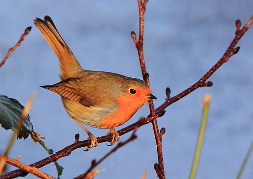 Orange Breasted Robin-2010_12_05_7296orange-breasted-robinorange-breasted-robin2.jpg