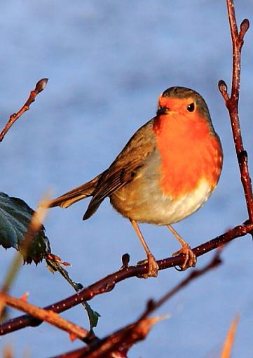 Orange Breasted Robin-2010_12_05_7294orange-breasted-robinorange-breasted-robin2orange-breasted-robin2.jpg