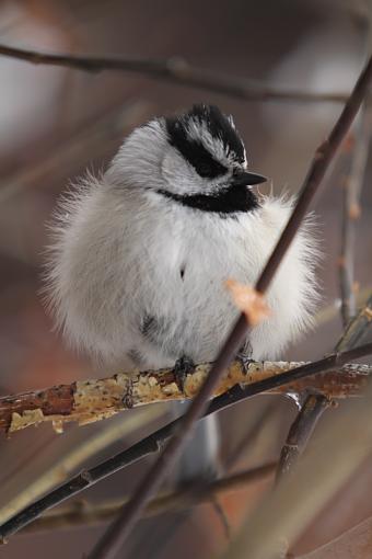 Chickadee?-img_1144.jpg