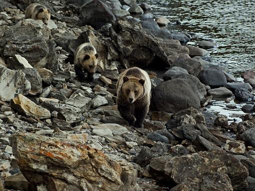 Grizzly with cubs-060_edited-2.jpg