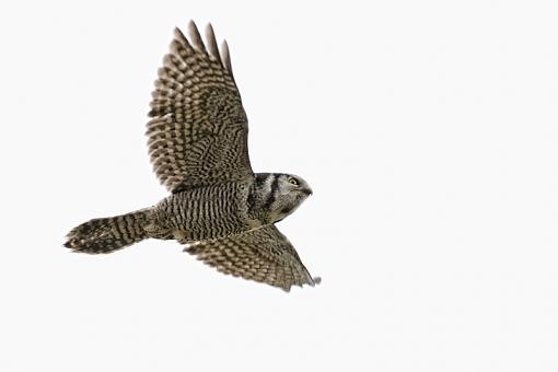 Northern Hawk Owl-hawk-flying-2_0618.jpg