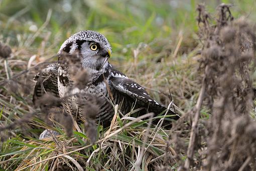 Northern Hawk Owl-hawk-owl-2_0764.jpg