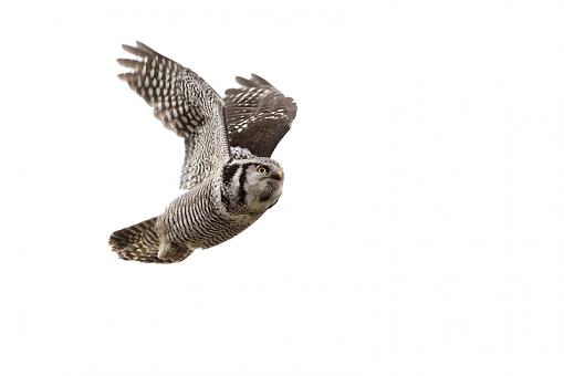 Northern Hawk Owl-hawk-owl-flying-_0612.jpg