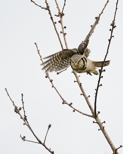 Northern Hawk Owl-through-branches_flckr-.jpg