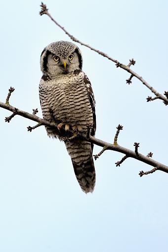 Northern Hawk Owl-westham-island-hawk-owl_0740.jpg