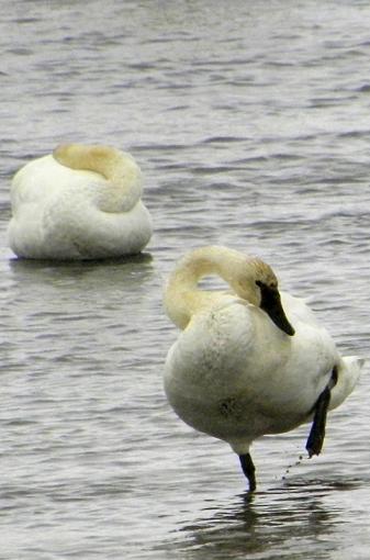 Swans-dscn5560-1.jpg