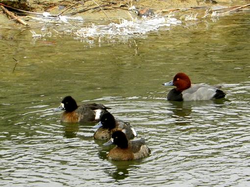 Redheads-dscn5502-1.jpg