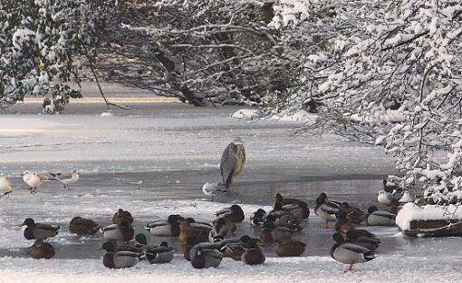 Captain's Pond.-2010_12_19_8089snowscapes-19-12-1010heron.jpg